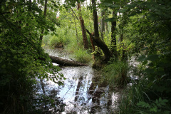 Bauchläden, Burgen, Biotope