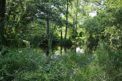 Bauchläden, Burgen, Biotope