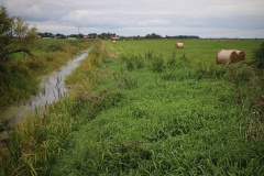 Plattenweg durch das Naturschutzgebiet Havelländisches Luch
