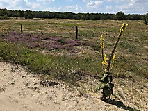Ein beeindruckendes Refugium: Die Döberitzer Heide