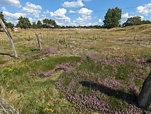 Streifzug durch Natur und Weltgeschichte: Vom Olympischen Dorf in die Döberitzer Heide