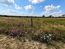 Streifzug durch Natur und Weltgeschichte: Vom Olympischen Dorf in die Döberitzer Heide