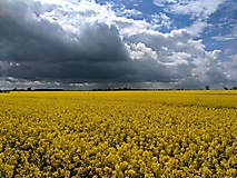 Wenn der Raps blüht, kommt es immer wieder zu prächtigen Farbspielen - wie hier bei Päwesin. Auch eine Tour nach Päwesin und um den Riewendsee mit seinem Wall einer Slawenburg gibt es natürlich im HVL-Wanderkalender.