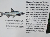 Neuglobsow/Stechlinsee/Dagowsee