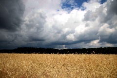 Kornfusion, bei Elsholz