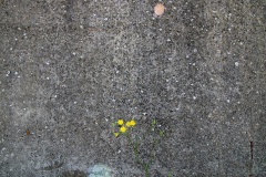 Mauerblümchen, Rieben