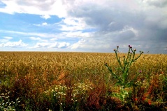 märkischer Kaktus, bei Zauchwitz