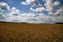Märkisches Gold, bei Elsholz