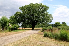Havelradweg zwischen Schmergow und Deetz