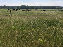 Tolles Naturerlebnis: Wanderung am Netzener See und Strengsee