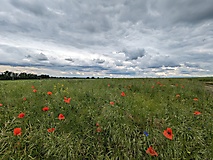 Landschaftswiesen und Binnendüne: Eine Rundtour vom Bahnhof Baitz