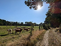 Viel Natur, viel Ruhe, viel Wald und ein Rendezvous mit der Plane - von Rädigke nach Werdermühle