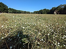 Natur, Ruhe, prächtige Bäume und ein Rendezvous mit der Plane 