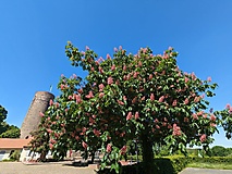 Ein ganz besonderer Ort: Die Burg Eisenhardt - vom Bergfried hast du einen tollen Blick über Bad Belzig.