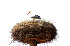 Storchennest in Fahlhorst