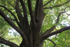 Bernadotte-Linde bei Ruhlsdorf