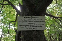 Bernadotte-Linde bei Ruhlsdorf