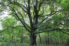 Bernadotte-Linde bei Ruhlsdorf