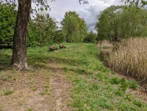 Röthepfuhl in Ruhlsdorf 