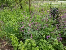Weg vom Röthepfuhl Ruhlsdorf zur Streuobstwiese in Stahnsdorf