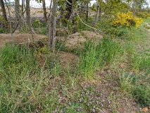 Weg vom Röthepfuhl Ruhlsdorf zur Streuobstwiese in Stahnsdorf