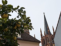 Werder (Havel): Viel zu entdecken gibt es im Stadtwald und auf der Insel.