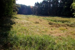 Schöne Waldwiese am Europaradweg R1 bei Kemnitzer Heide