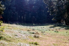 Schöne Waldwiese am Europaradweg R1 bei Kemnitzer Heide