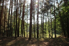 Schöne Waldwiese am Europaradweg R1 bei Kemnitzer Heide