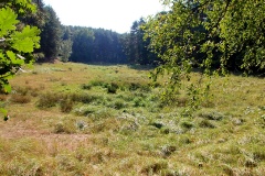 Schöne Waldwiese am Europaradweg R1 bei Kemnitzer Heide