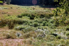 Schöne Waldwiese am Europaradweg R1 bei Kemnitzer Heide