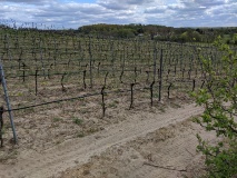 Weinberg Töplitz