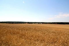 Weinberg/Fichtenberg (bei Stücken)