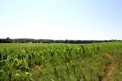 Weinberg/Fichtenberg (bei Stücken)