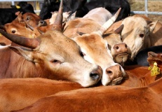 Ausflugstipps für den Landkreis Teltow-Fläming