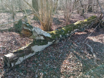 Von Ahrensdorf zum Siethener Siethener See