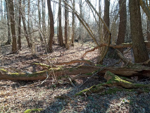 Von Ahrensdorf zum Siethener Siethener See