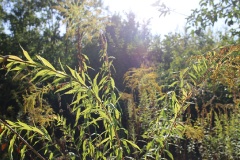 Radtour durch die Genshagener Heide