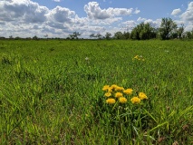 Technisches Denkmal Rieselfelder Großbeeren
