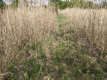 Waldsee bei Löwenbruch, einem Ortsteil der Stadt Ludwigsfelde