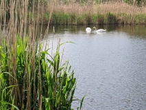 Waldsee bei Löwenbruch, einem Ortsteil der Stadt Ludwigsfelde