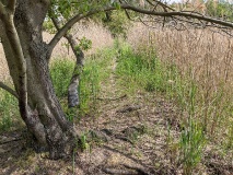 Waldsee bei Löwenbruch, einem Ortsteil der Stadt Ludwigsfelde