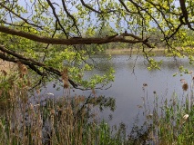 Waldsee bei Löwenbruch