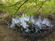 Waldsee bei Löwenbruch