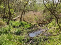 Waldsee bei Löwenbruch, einem Ortsteil der Stadt Ludwigsfelde