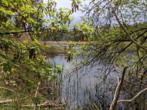 Waldsee bei Löwenbruch
