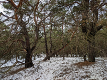 Ein ordentlicher Hauch von Harz - schöne Rundtour durch die Glauer Berge._19