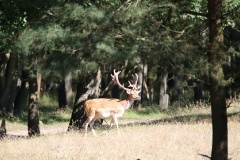 Wildgehege Glauer Tal