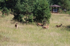 Wildgehege Glauer Tal