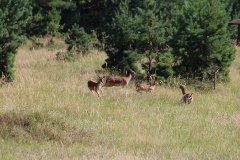 Wildgehege Glauer Tal